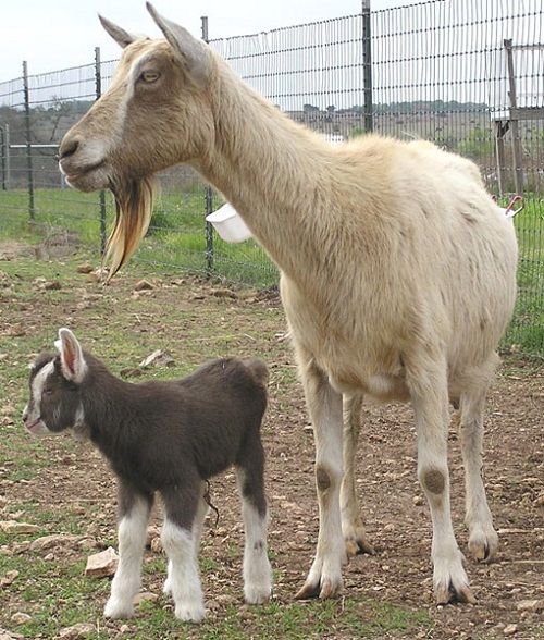 Toggenburg Goats